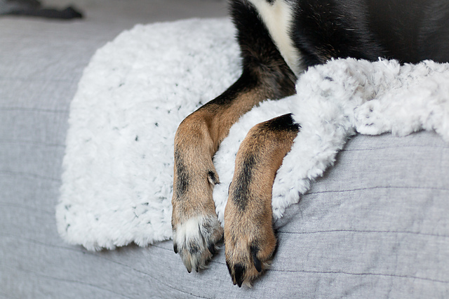 Faux Fur Dog Blanket