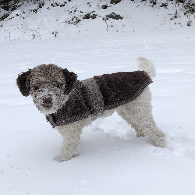 Dogwalker's Companion Coat