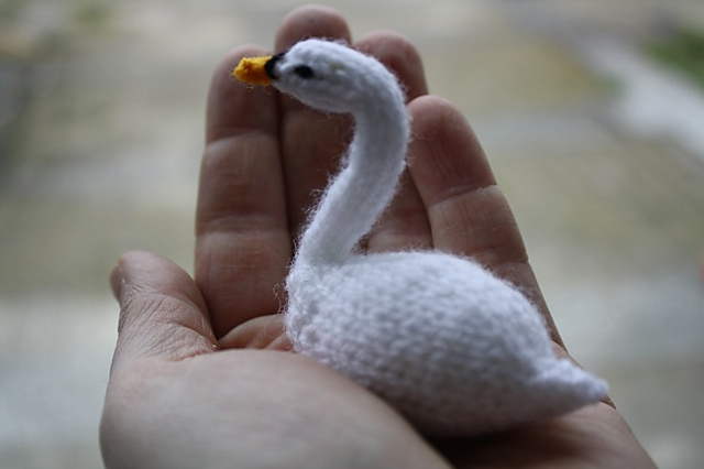 Elegante zwaan