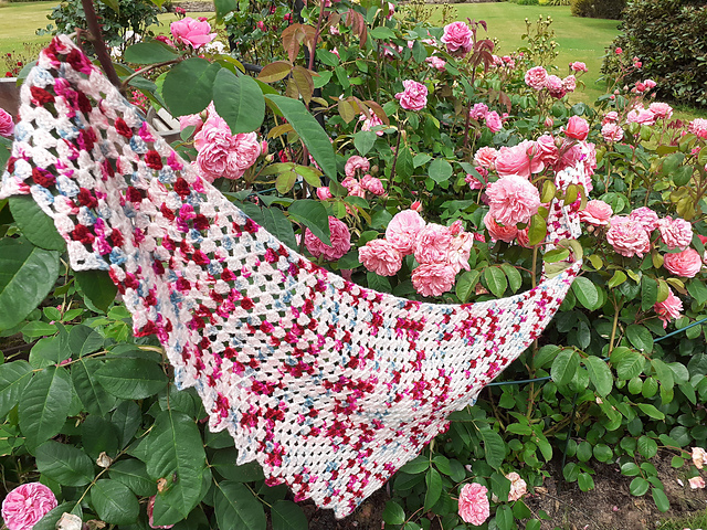 Rambling Roses Shawl