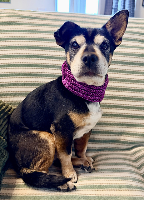 Doggo Bandeau