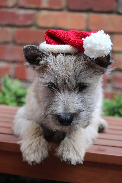 Puppy Santa Hat