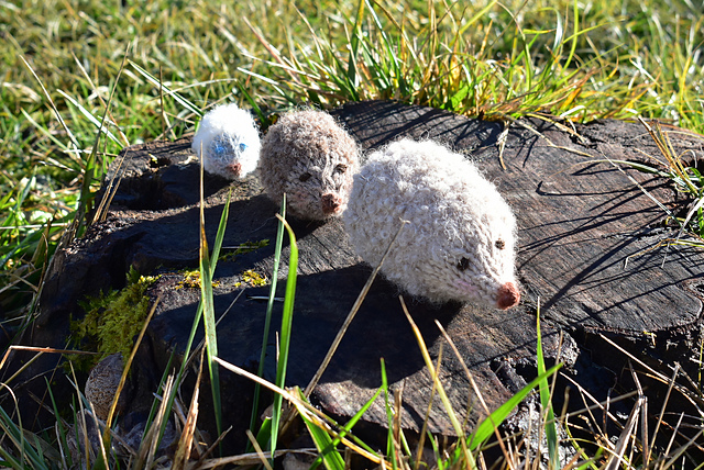 Hedgehog Woodland Collection