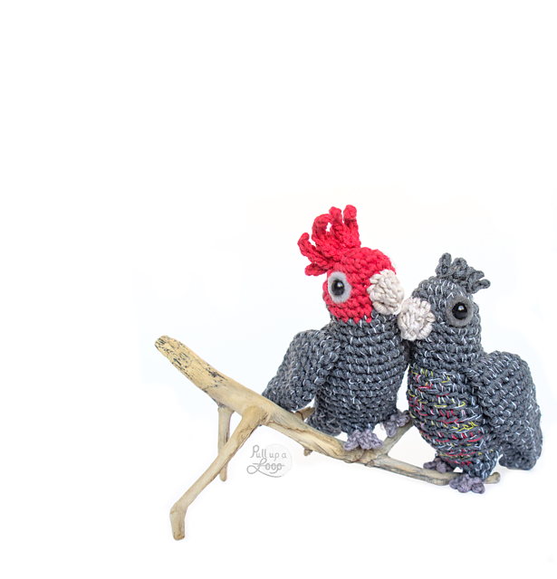 Gang-gang Cockatoo