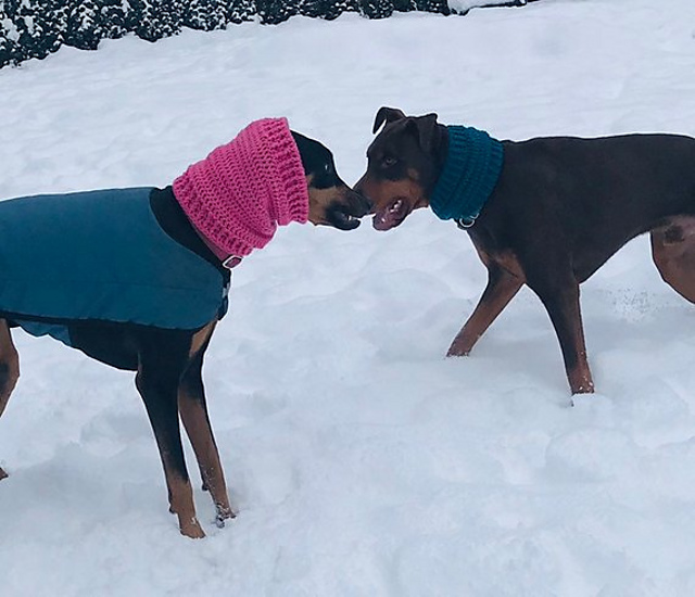 Dog Snood