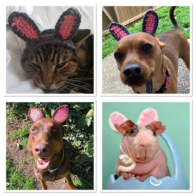 Rabbit Ears for Pets