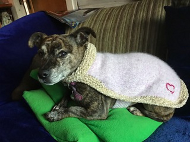 Diva-dog coat