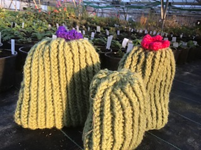 Easy Cactus Hats