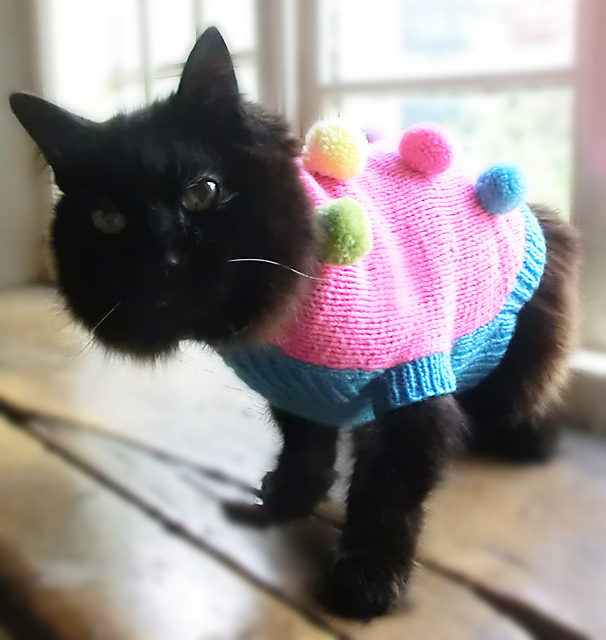 Jester Dog Coat