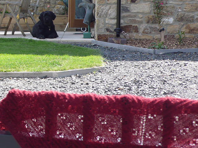 Daisy Shawl
