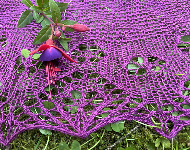Fuchsia Magellanica