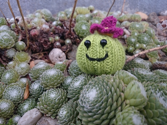 Cactus