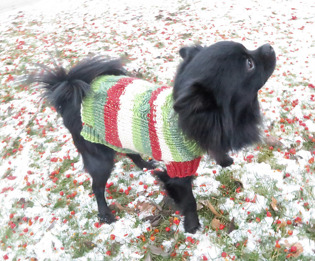Christmas Doggy Sweater