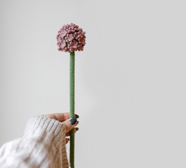 Allium
