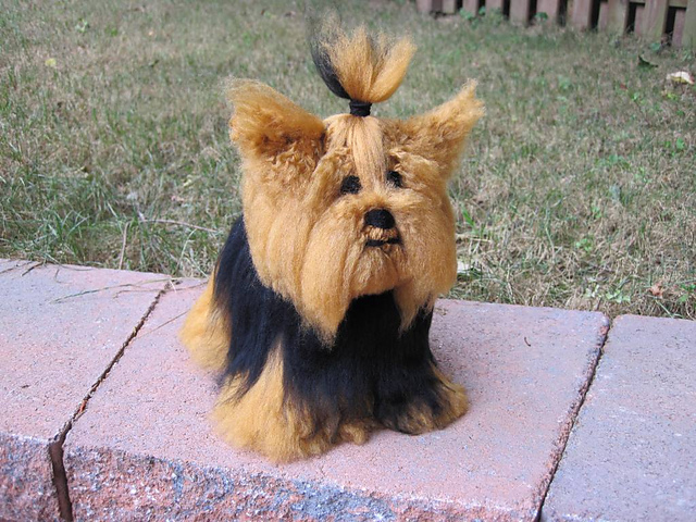 Yorkshire Terrier