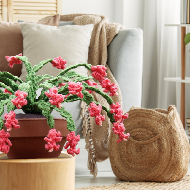 Amazing Christmas Cactus
