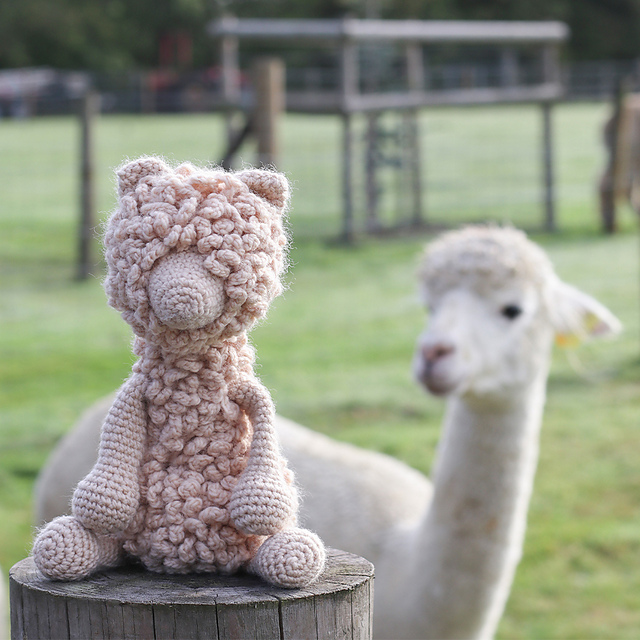 Quin the Alpaca