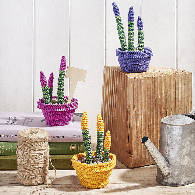 Velvet Cactus Plant