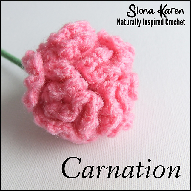 Carnation