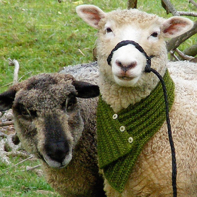 romney button-up neck wrap