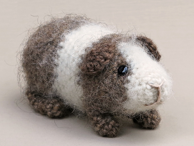 Cake the guinea pig
