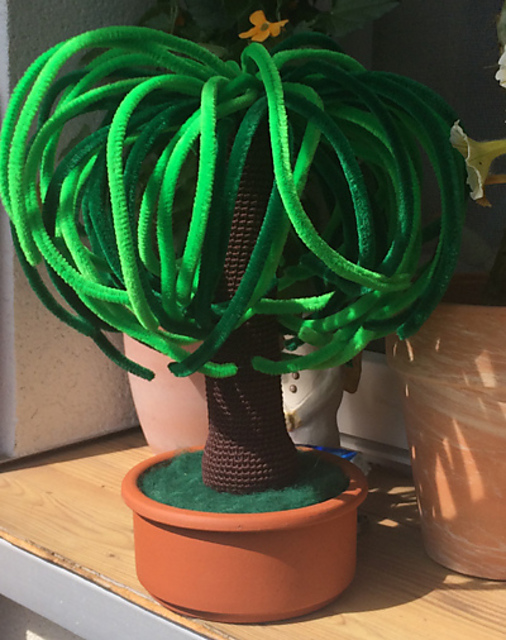 Beaucarnea Plant