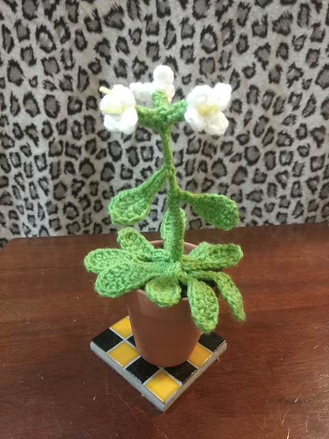 Model Organism: Arabidopsis Thaliana