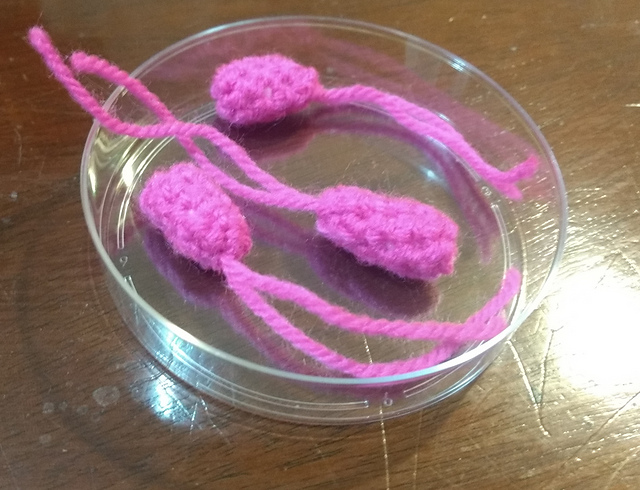 Model Organism: Escherichia coli