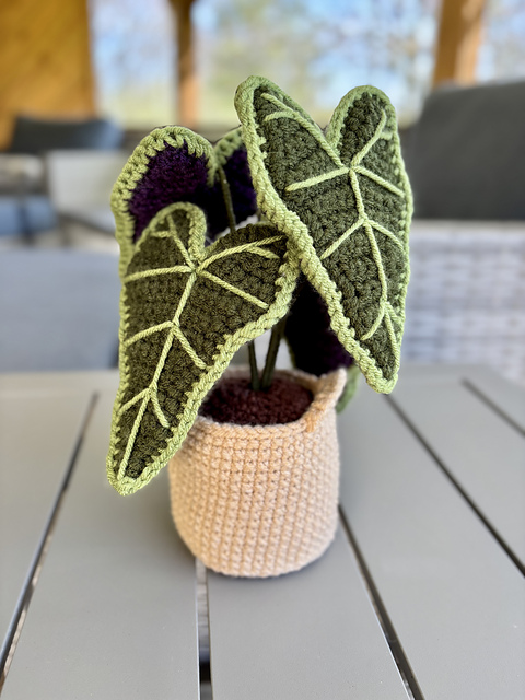 Alocasia Plant