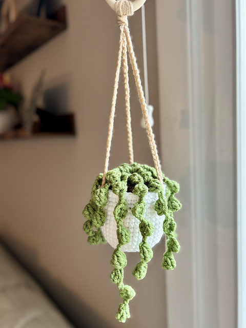 String of Pearls Hanging Plant
