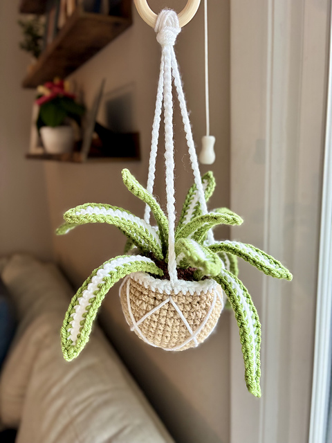 Spider Hanging Plant