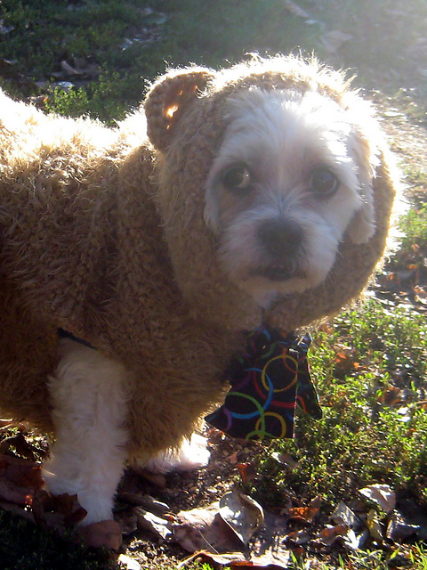 Scare Bear