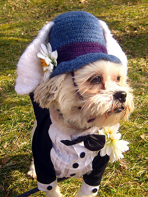 The Dog's White Rabbit Hat