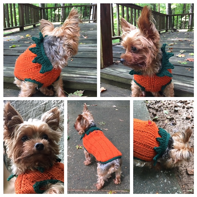 Great SMALL dog Pumpkin