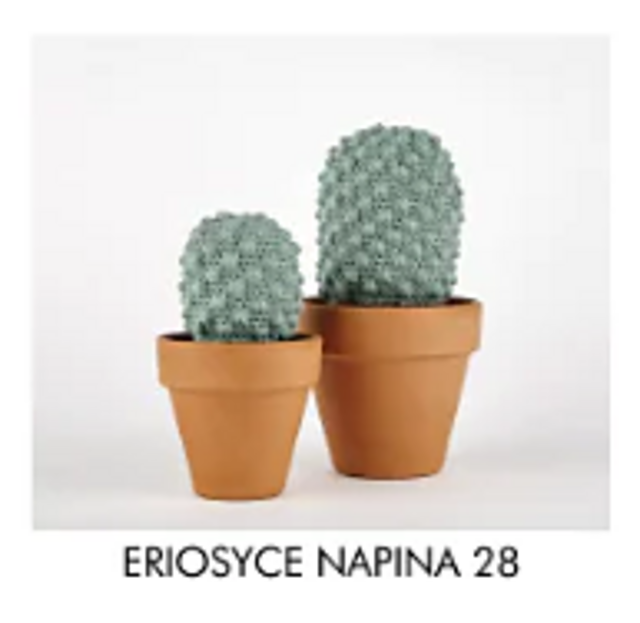 Eriosyce Napina