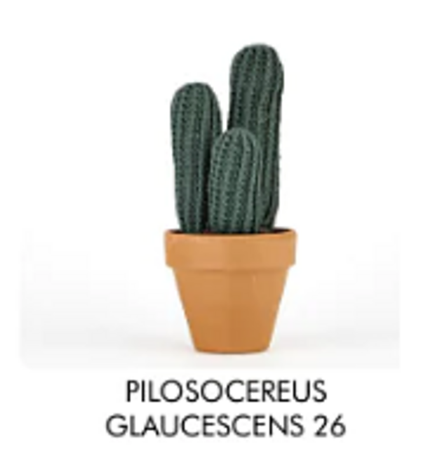 Pilosocereus Glaucescens