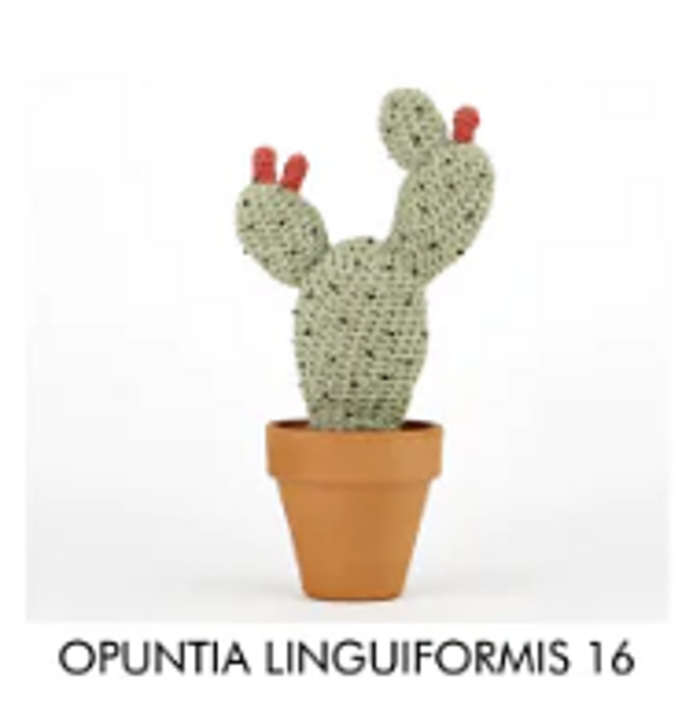 Opuntia Linguiformis