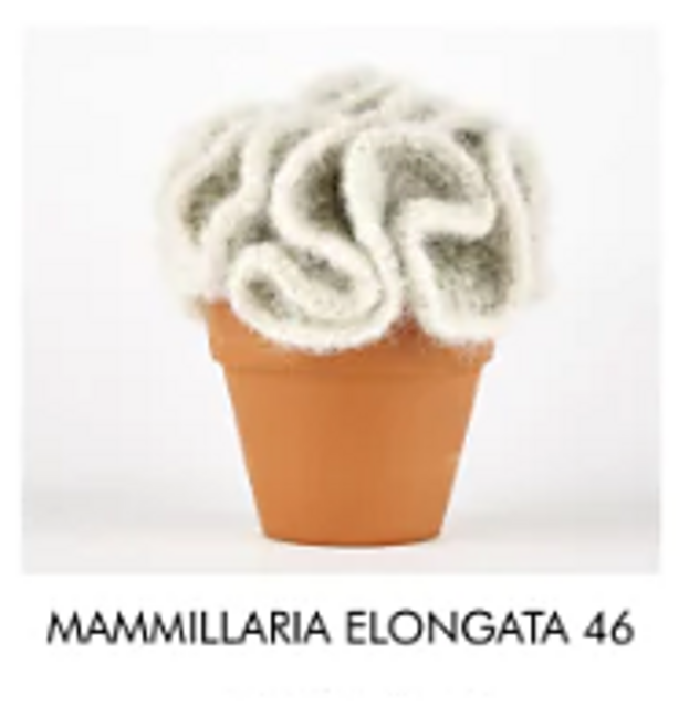 Mammillaria elongata