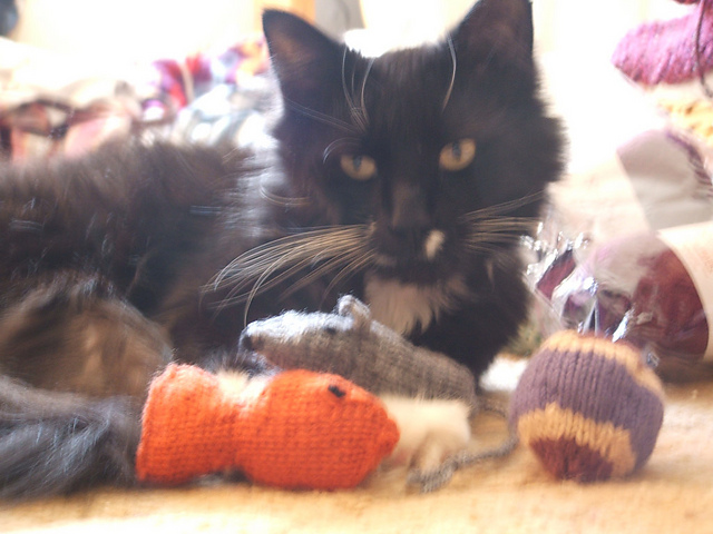 Goldfish Kitty Toy