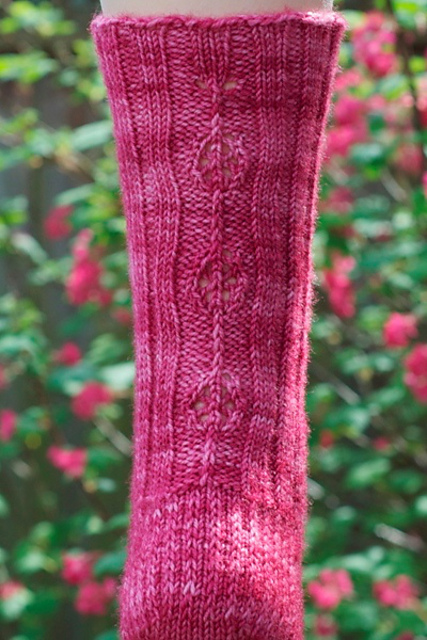Rhodora