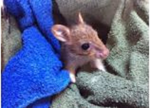 Save Our Joeys MAL Instructions