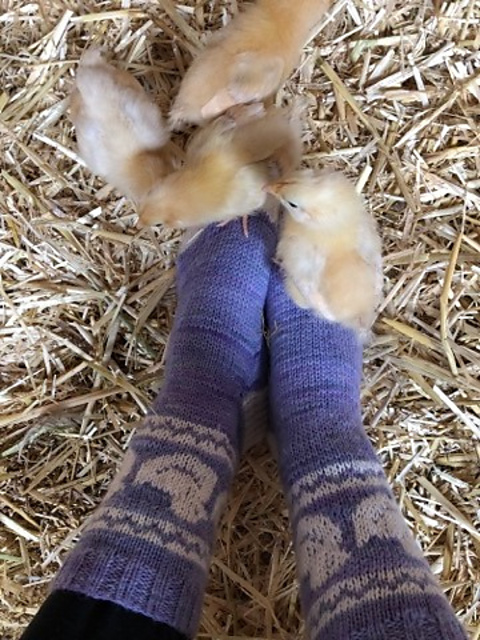 Feeling Clucky