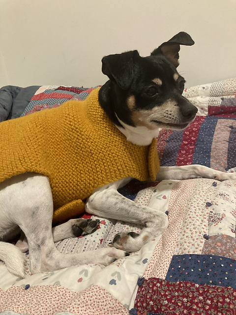 Shirley's No-Fuss Dog Jacket