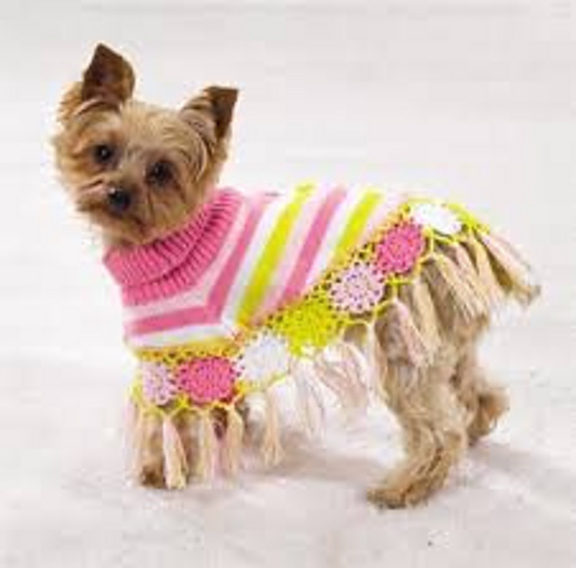 Pets yellow