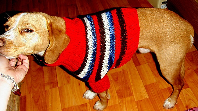 Saba's Doggie Sweater