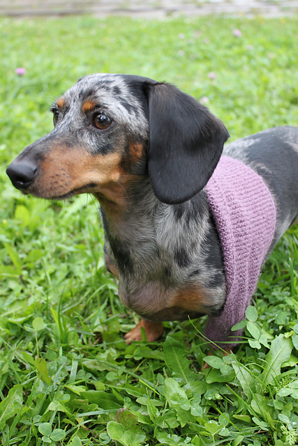 Mini Dachshund Dog Shrug