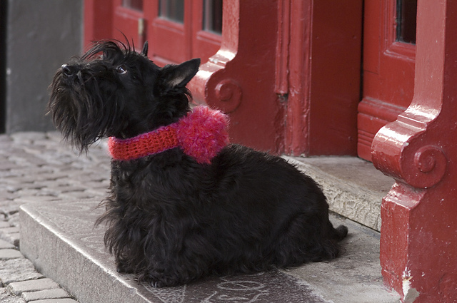 Decorative Collar with Pompons