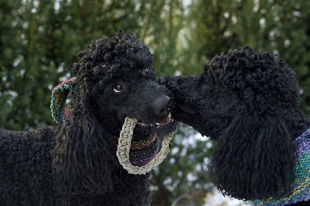 Chew ring / Bidering