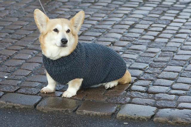Zippered coat / Frakke med lynlås