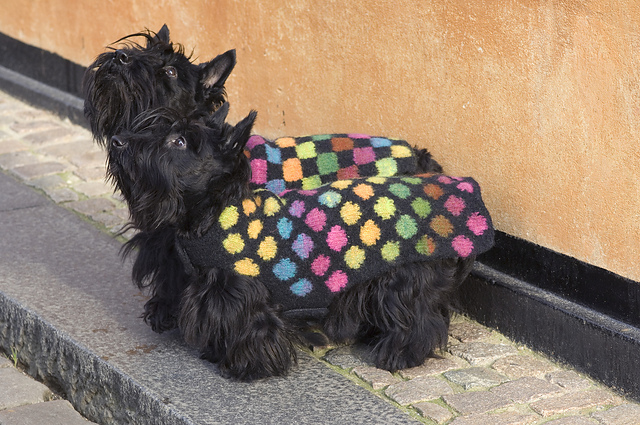 Overcoat with spots or blocks / Slag med tern eller prikker